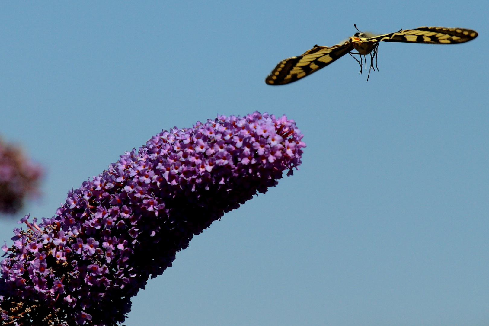 Schmetterling in Anflug