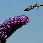 Schmetterling in Anflug