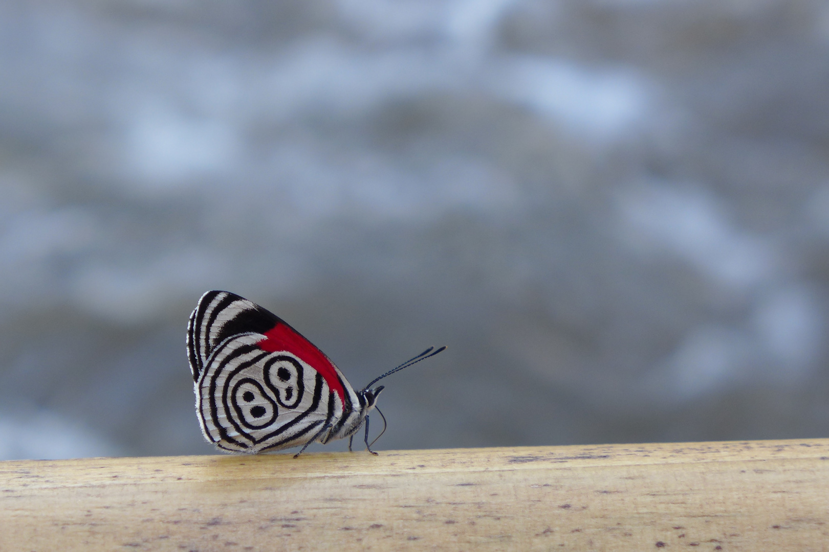 Schmetterling in Argentinien