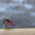 Schmetterling in Argentinien