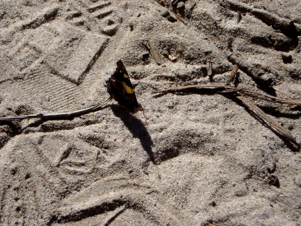 Schmetterling in Australien