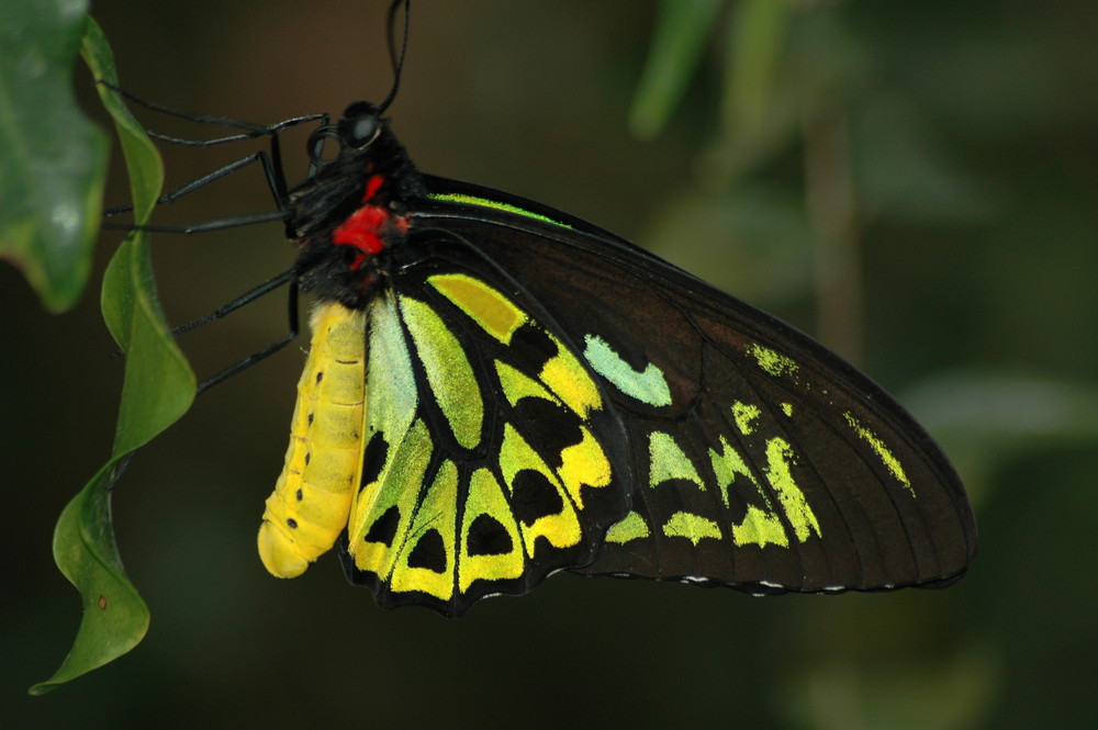 Schmetterling in Australien