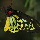 Schmetterling in Australien