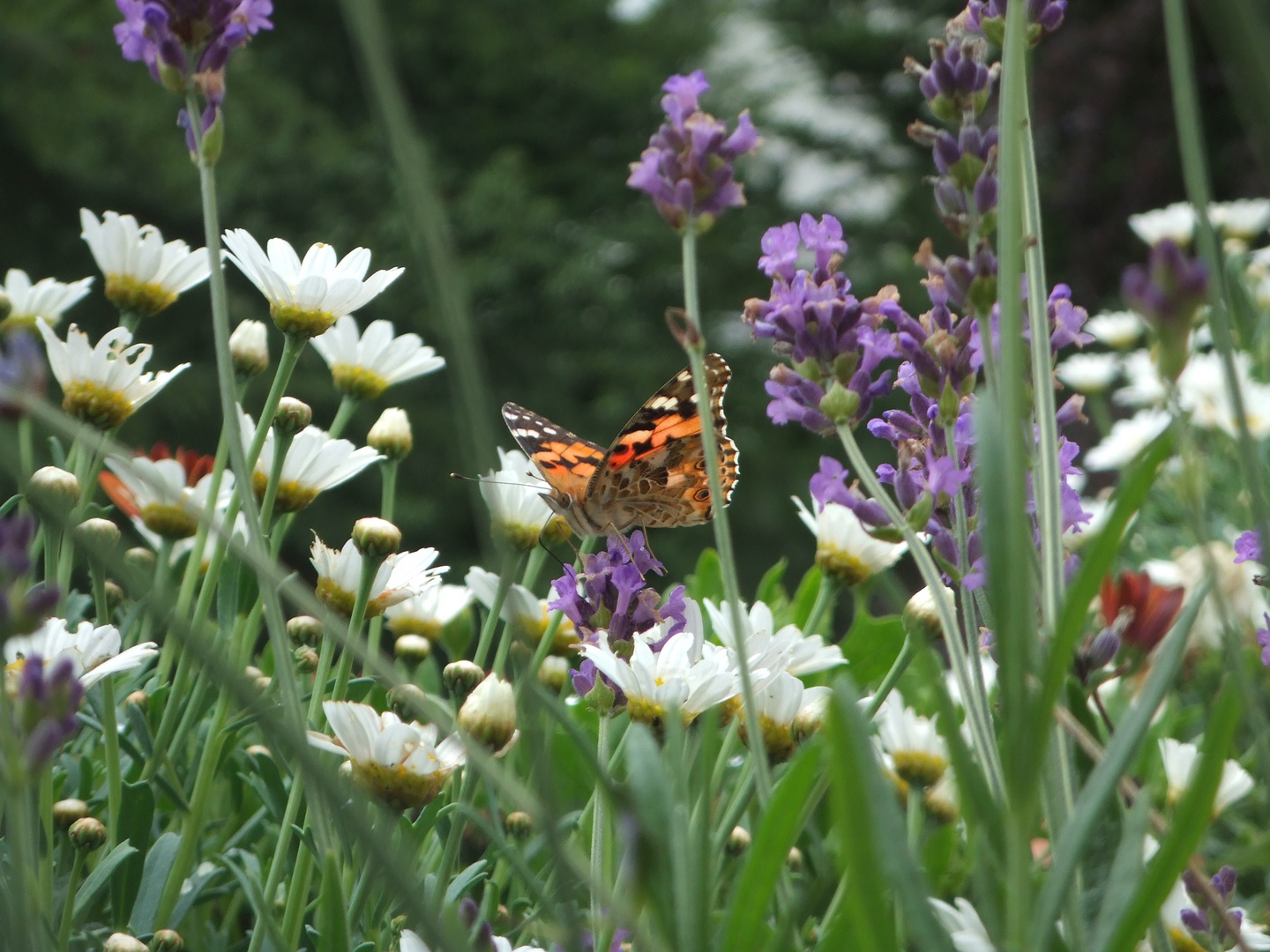 Schmetterling in Balkonblumen