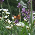 Schmetterling in Balkonblumen