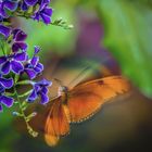 Schmetterling in Bewegung
