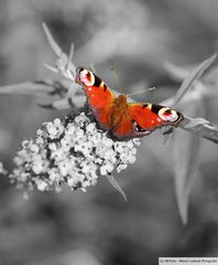 Schmetterling in Black and White Umgebung