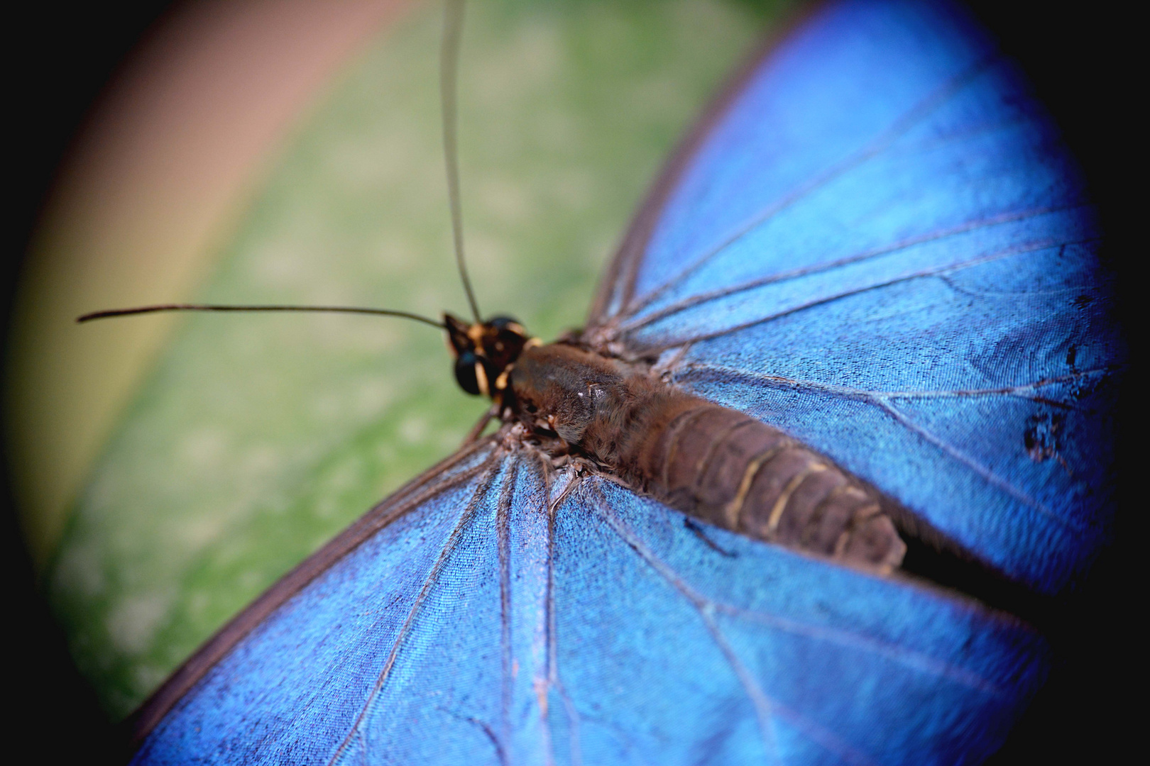 Schmetterling in blau