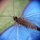 Schmetterling in blau