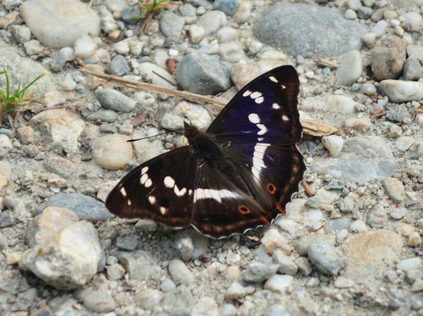 Schmetterling in blau