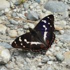 Schmetterling in blau