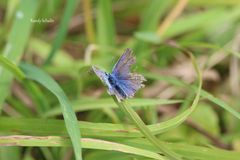 Schmetterling in blau