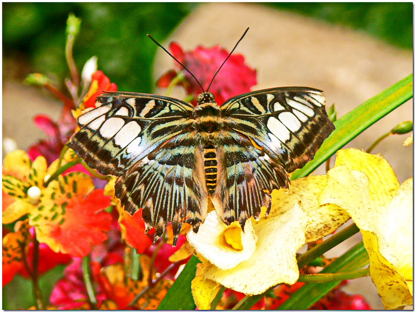 Schmetterling in Blütenpracht