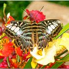 Schmetterling in Blütenpracht