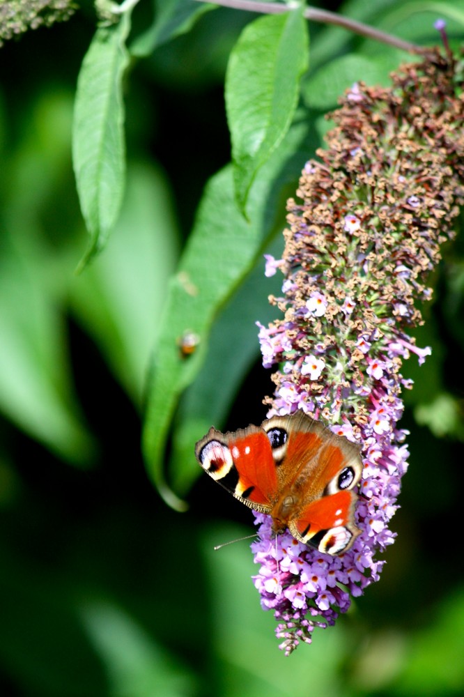 Schmetterling in Blume