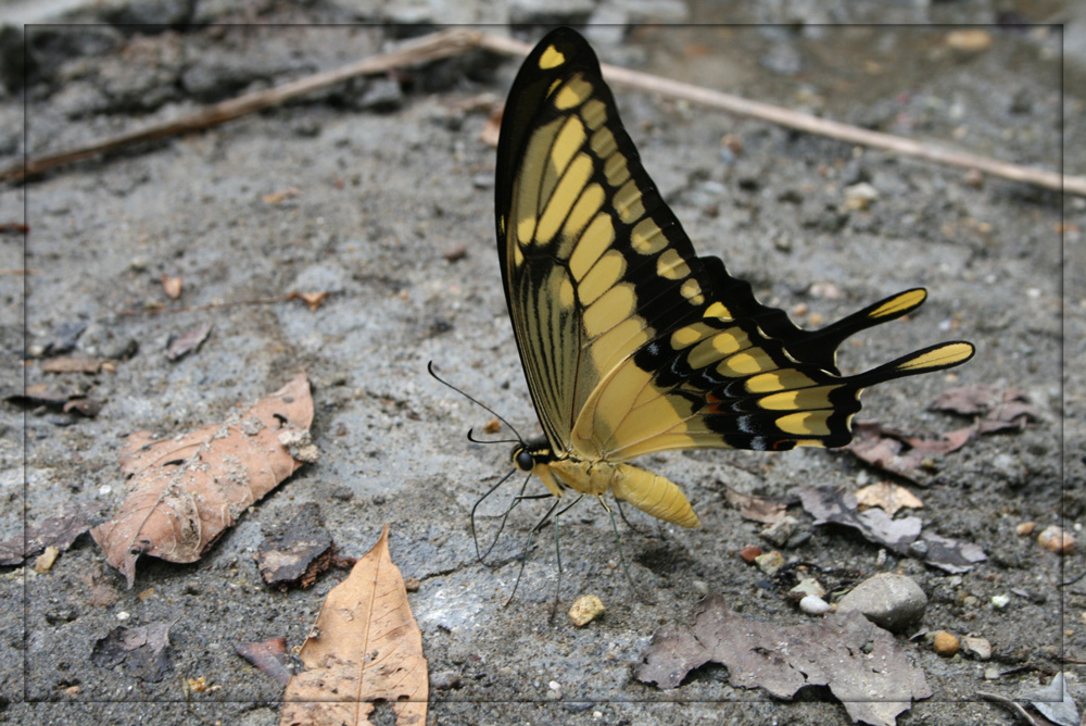 Schmetterling in Bolivien