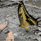 Schmetterling in Bolivien