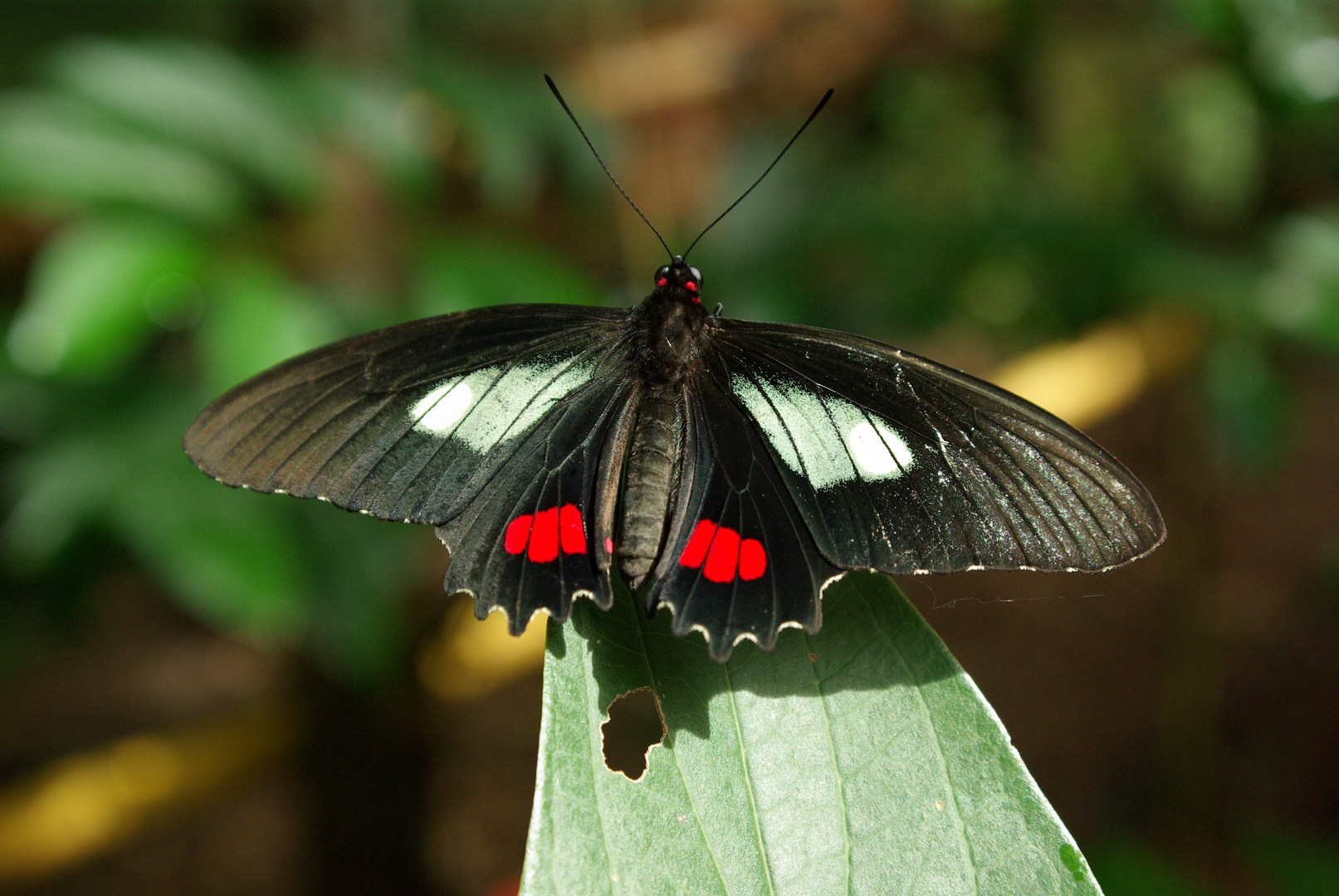 Schmetterling in Bolivien