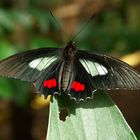 Schmetterling in Bolivien