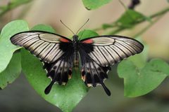 Schmetterling in Butterfly Garden in Paarl Südafrika 4