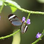 Schmetterling in Butterfly Garden in Paarl Südafrika 5