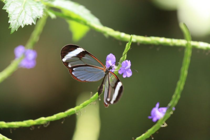 Schmetterling in Butterfly Garden in Paarl Südafrika 5