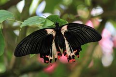 Schmetterling in Butterfly Garden in Paarl Südafrika 7