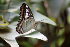 Schmetterling in Butterfly Garden in Paarl Südafrika