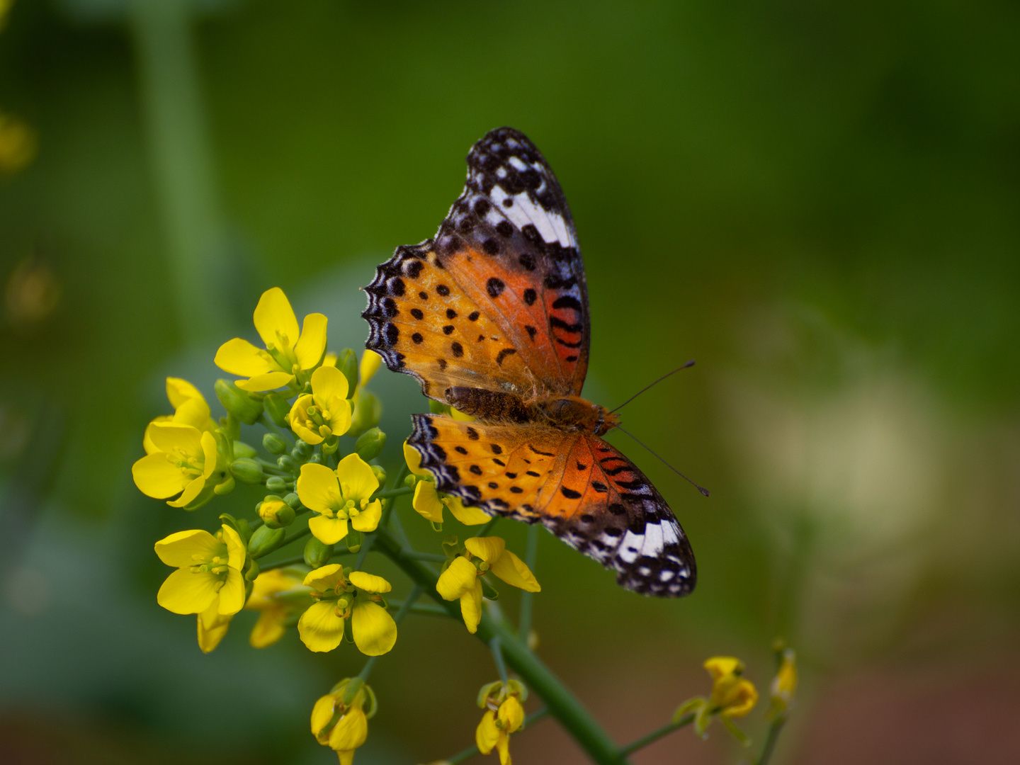 Schmetterling in China 