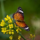 Schmetterling in China 