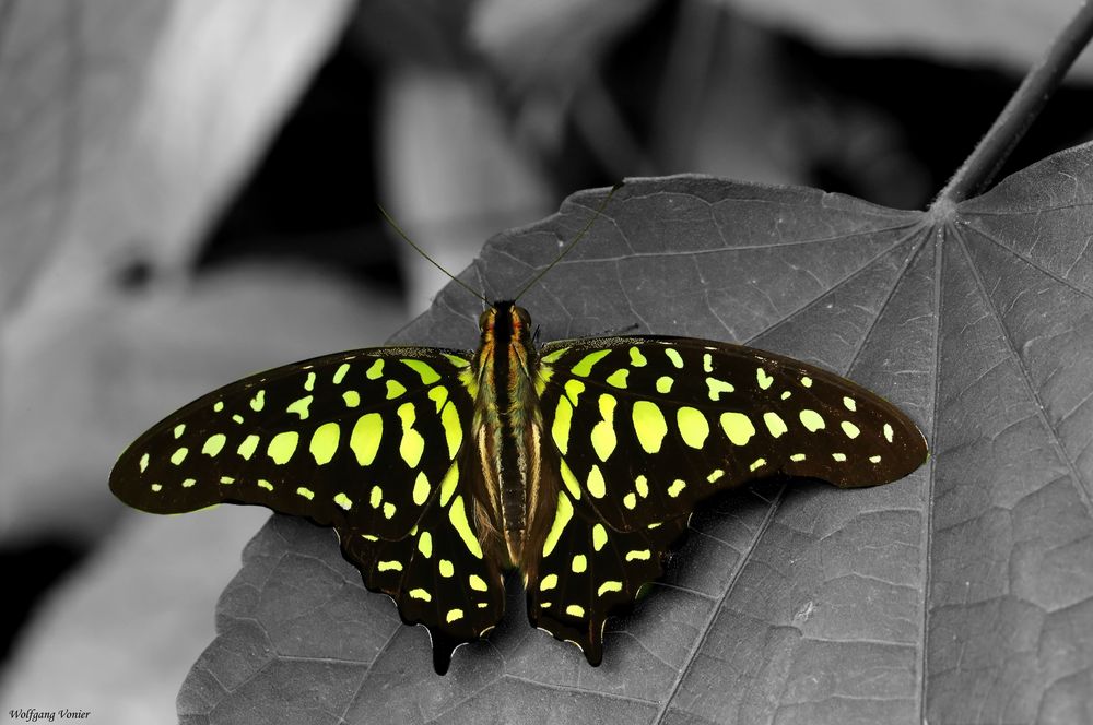 Schmetterling in Colorkey