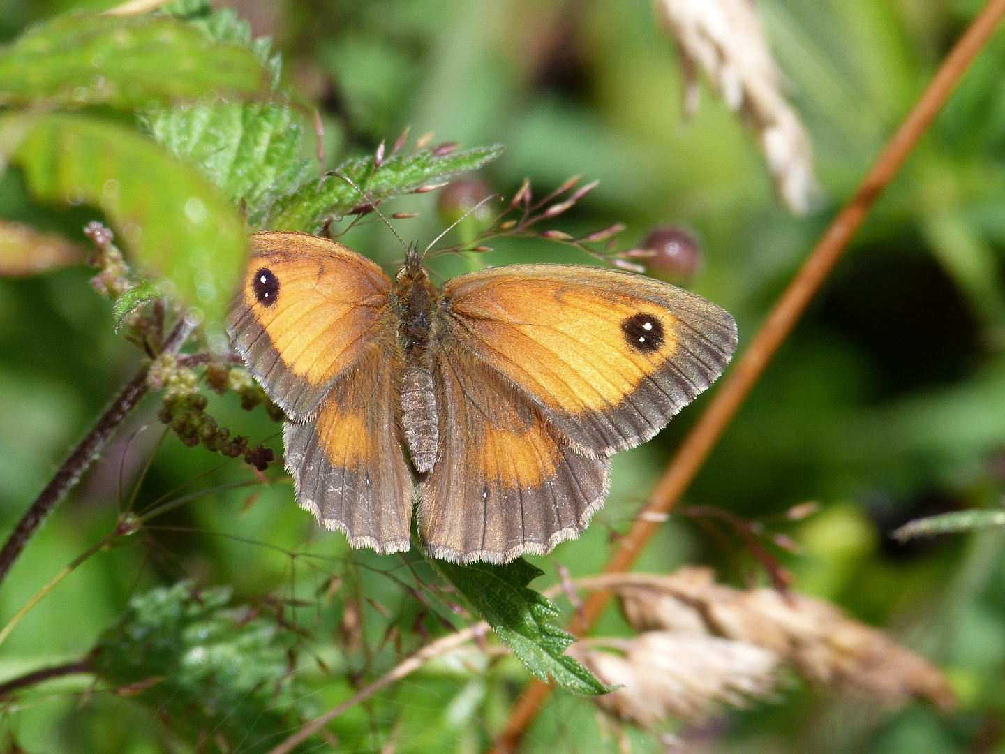 Schmetterling in Cornwall