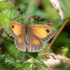 Schmetterling in Cornwall