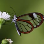 Schmetterling in Costa Rica