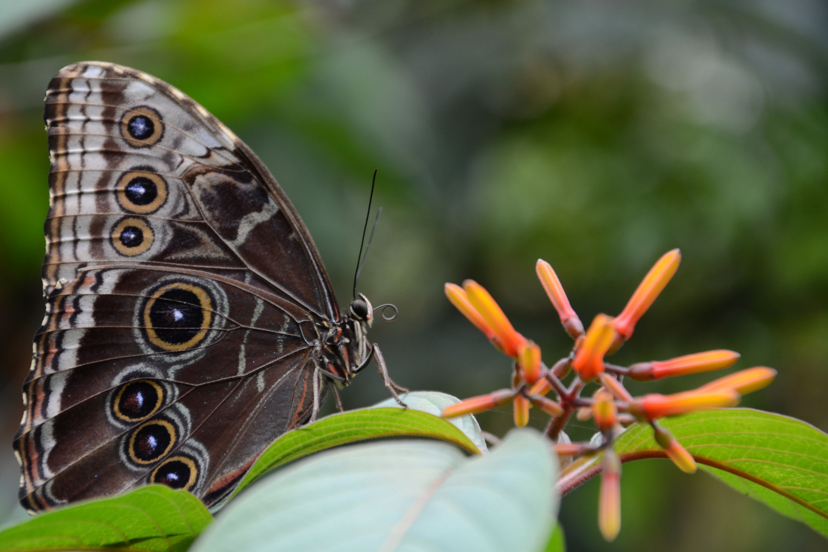 Schmetterling in Costa Rica