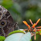 Schmetterling in Costa Rica