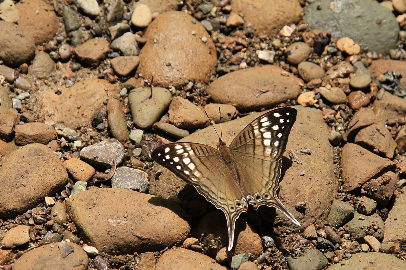 Schmetterling in Costa Rica