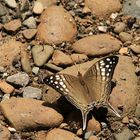 Schmetterling in Costa Rica