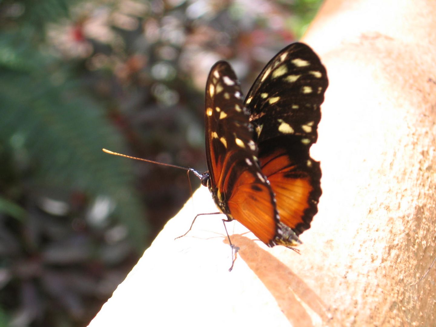 Schmetterling in Costarica