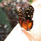 Schmetterling in Costarica