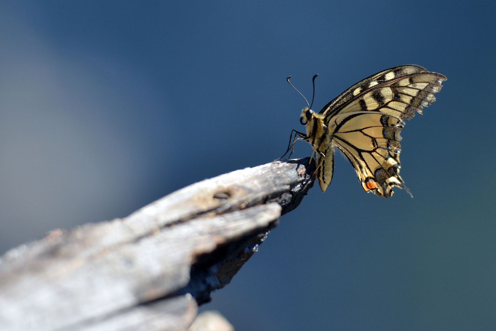 Schmetterling in den Alpen