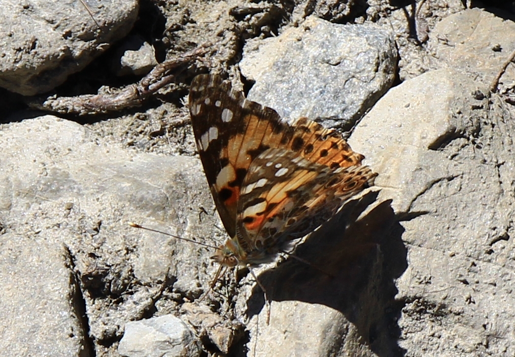 Schmetterling in den Bergen