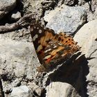 Schmetterling in den Bergen