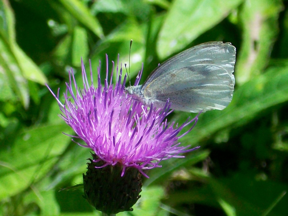 Schmetterling in den Bergen