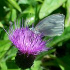 Schmetterling in den Bergen