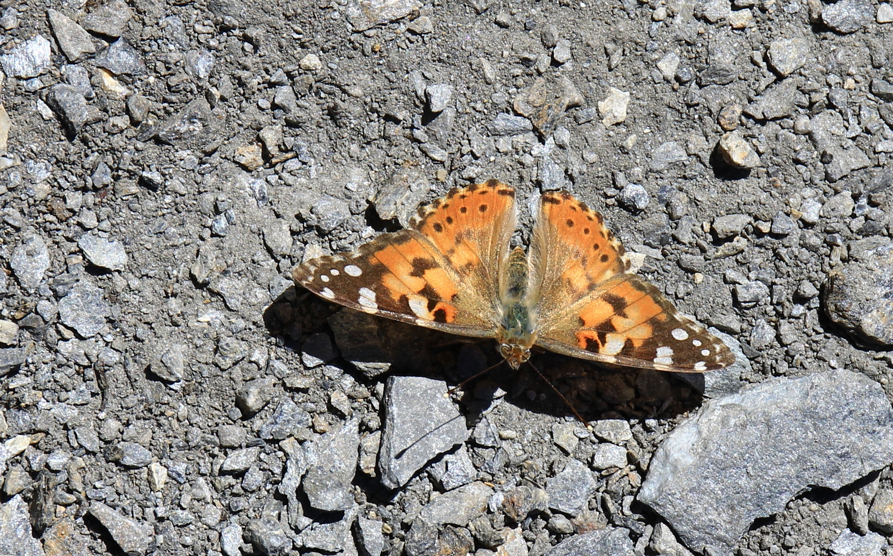 Schmetterling in den Bergen