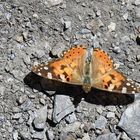 Schmetterling in den Bergen