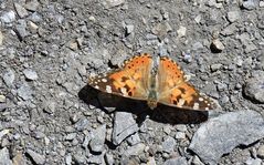 Schmetterling in den Bergen