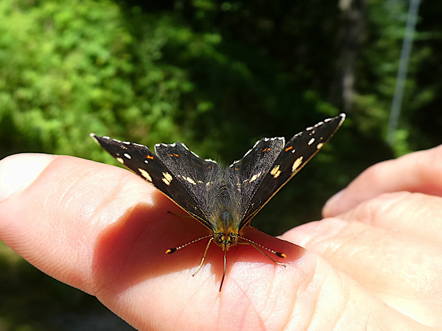 Schmetterling in den deutschen Alpen