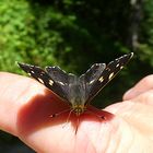 Schmetterling in den deutschen Alpen